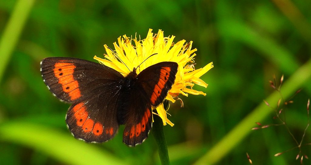 Górówka euriala (Erebia euryale)