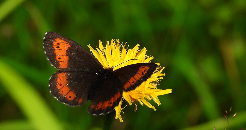 Górówka euriala (Erebia euryale)