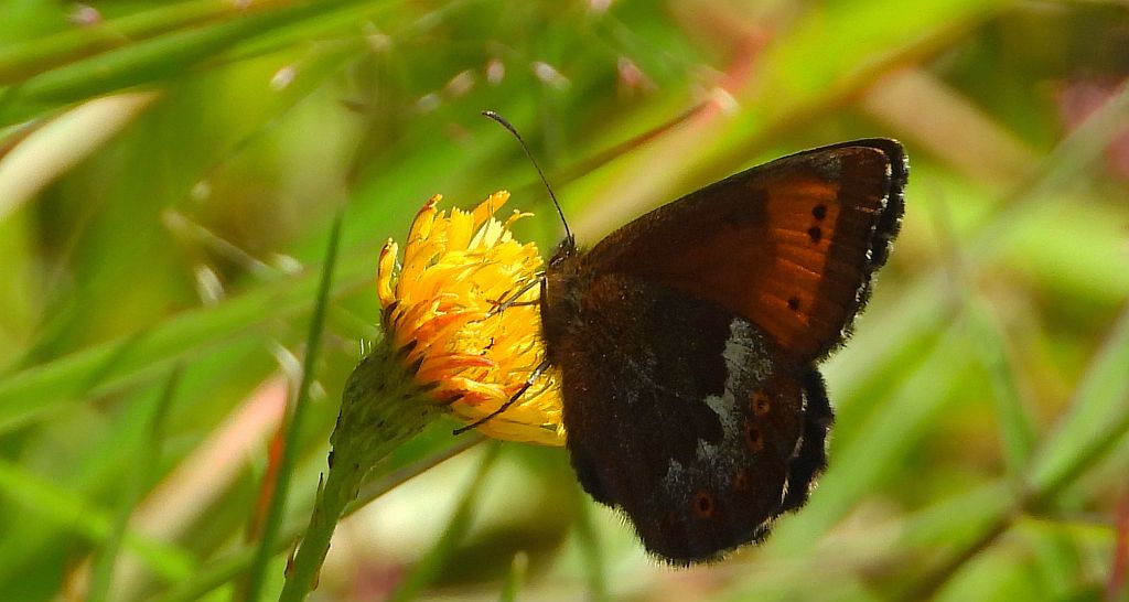Górówka euriala (Erebia euryale)