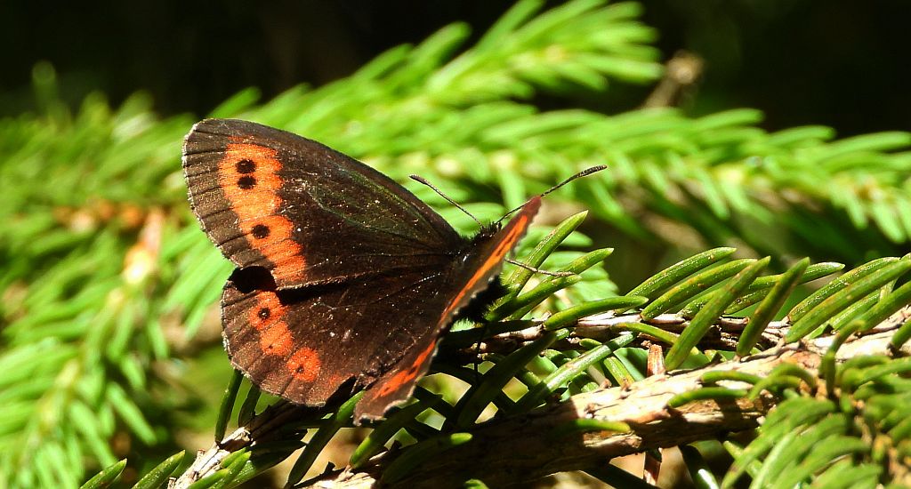 Górówka euriala (Erebia euryale)