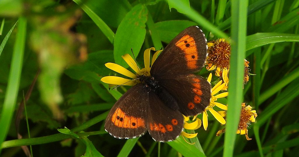 Górówka euriala (Erebia euryale)