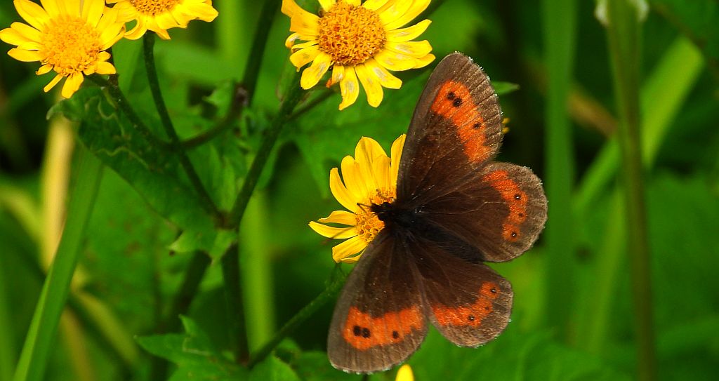 Górówka euriala (Erebia euryale)