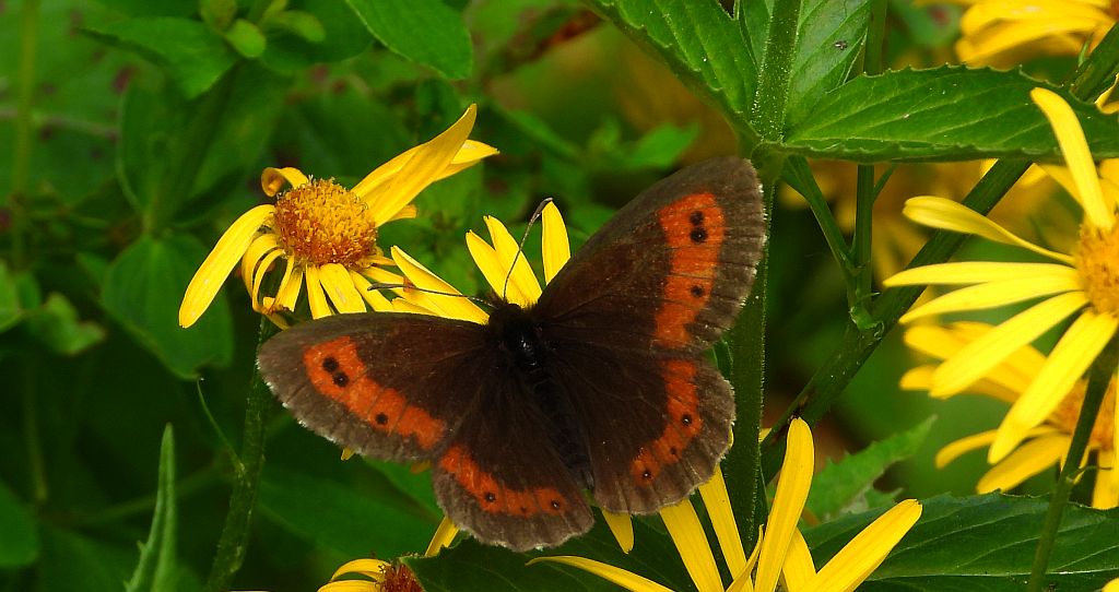 Górówka euriala (Erebia euryale)