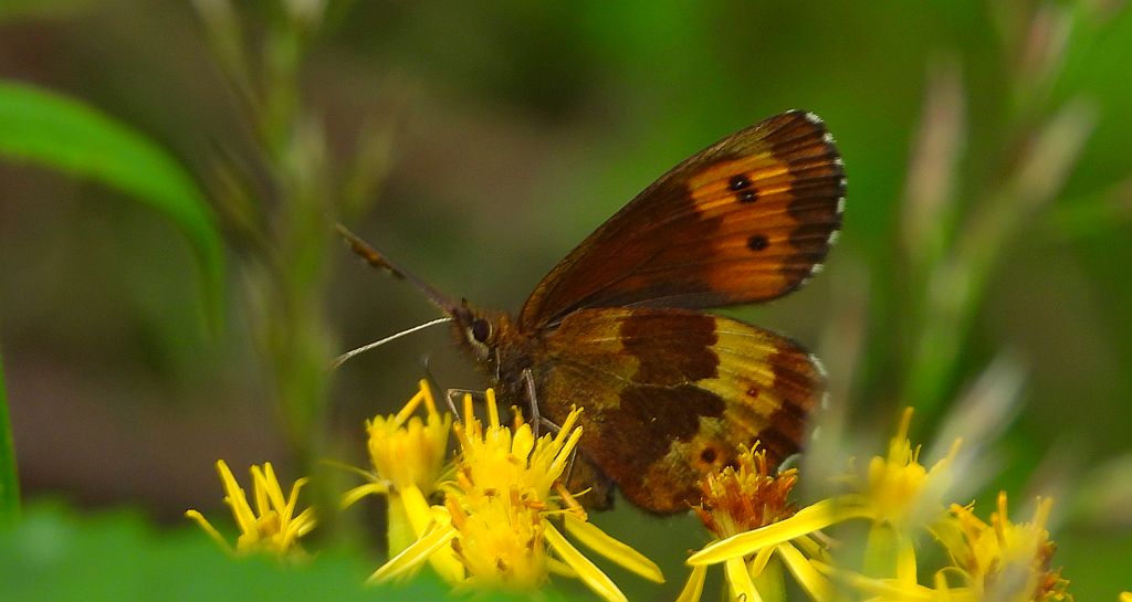 Górówka euriala (Erebia euryale)
