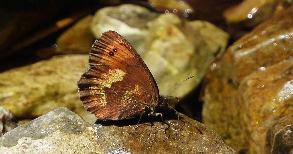 Górówka euriala (Erebia euryale)
