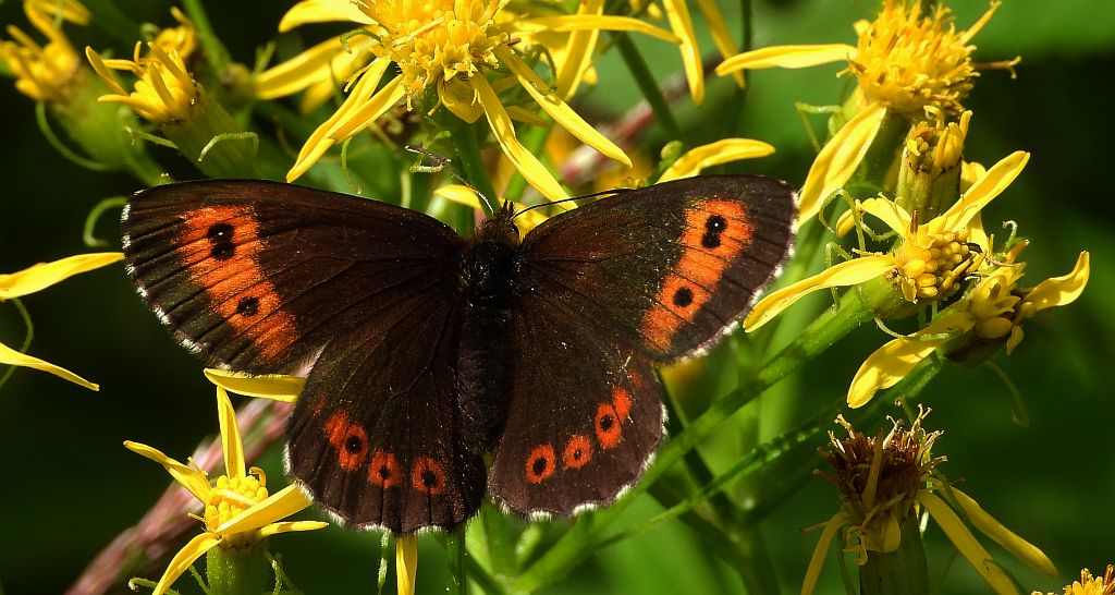 Górówka euriala (Erebia euryale)