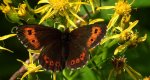 Górówka euriala (Erebia euryale)