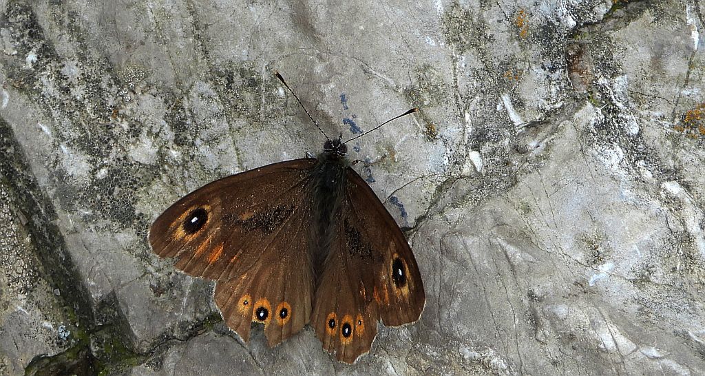 Osadnik kostrzewiec (Lasiommata maera)