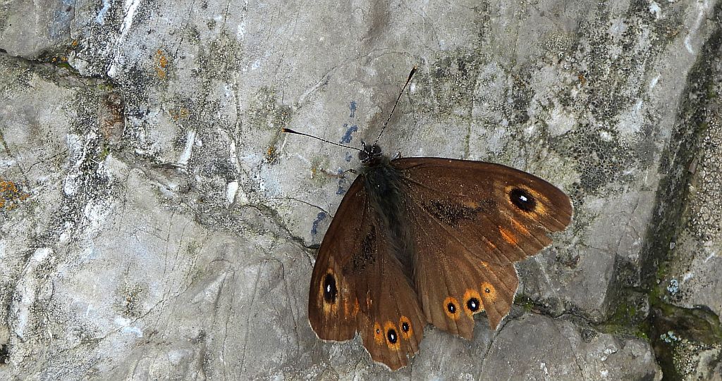 Osadnik kostrzewiec (Lasiommata maera)