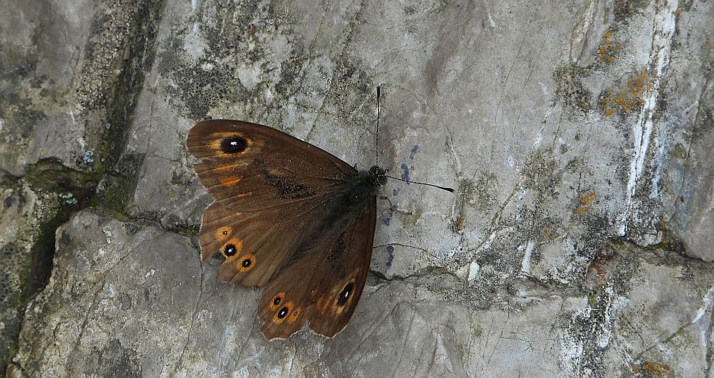 Osadnik kostrzewiec (Lasiommata maera)