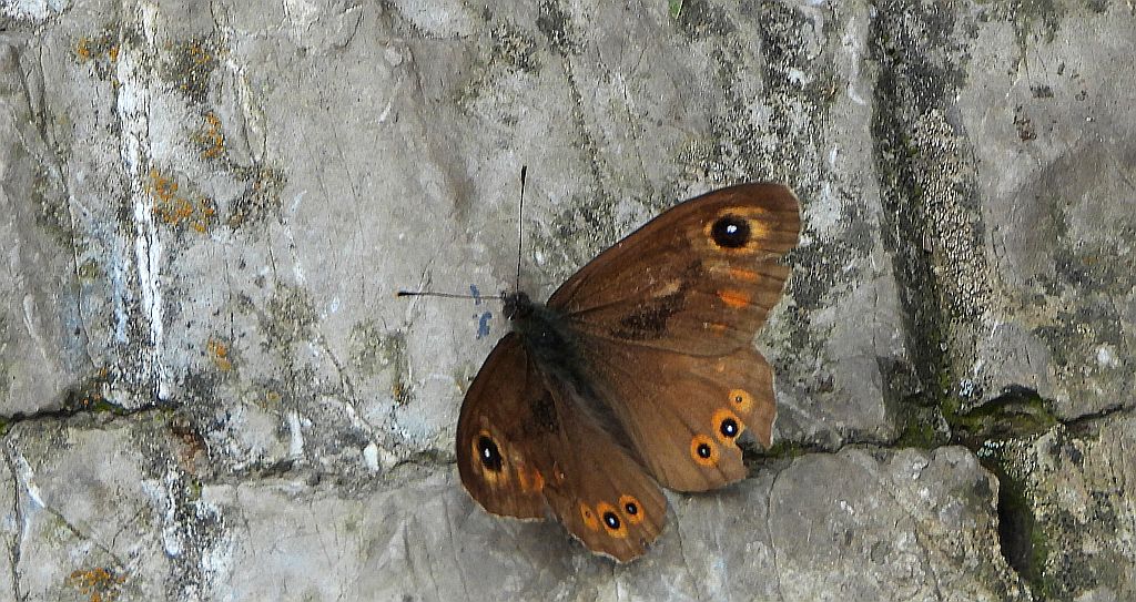 Osadnik kostrzewiec (Lasiommata maera)