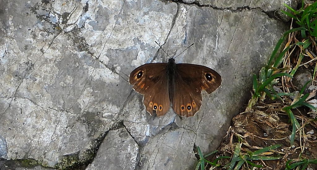 Osadnik kostrzewiec (Lasiommata maera)