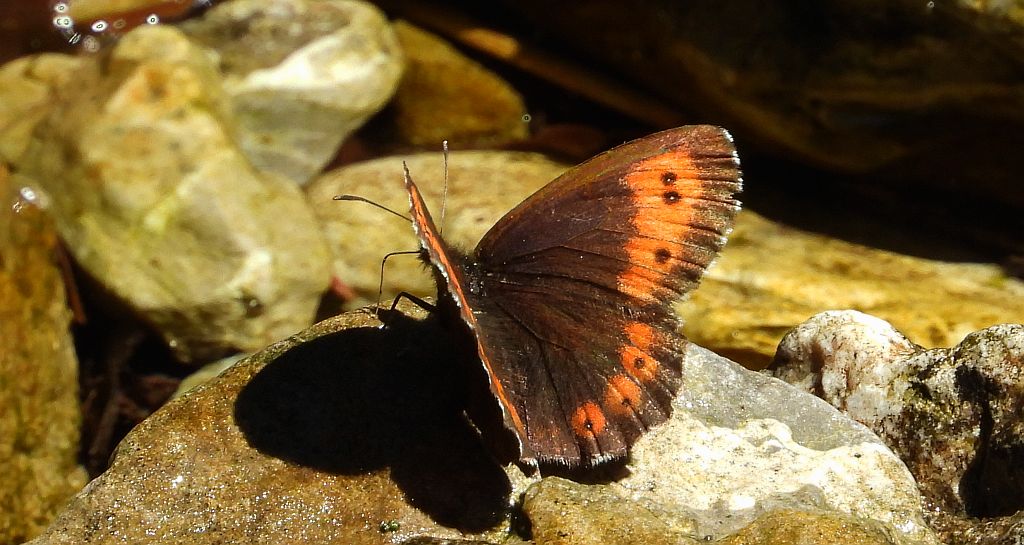 Górówka euriala (Erebia euryale)