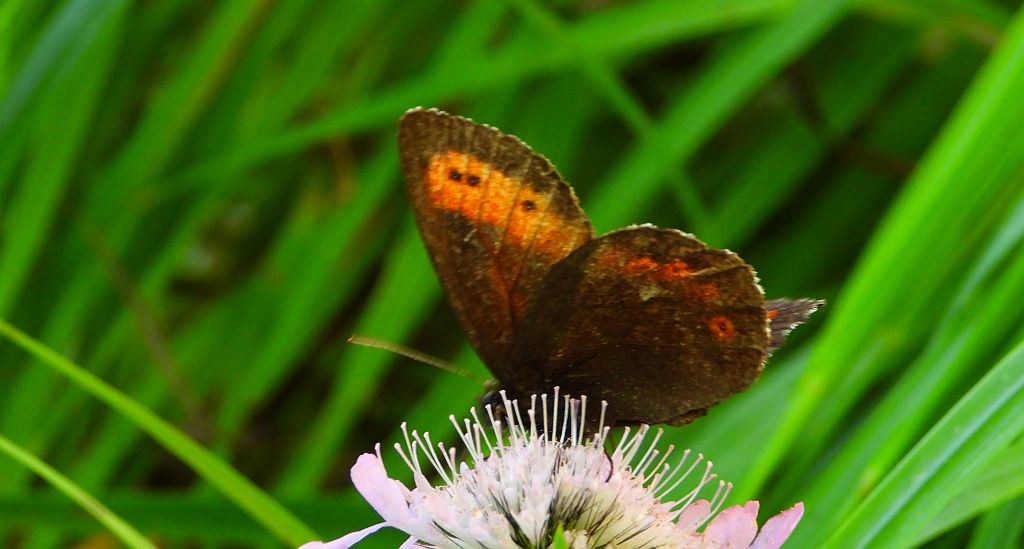 Górówka euriala (Erebia euryale)