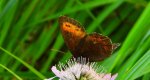 Górówka euriala (Erebia euryale)