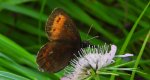 Górówka euriala (Erebia euryale)