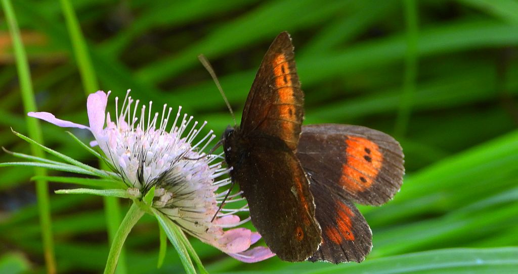 Górówka euriala (Erebia euryale)