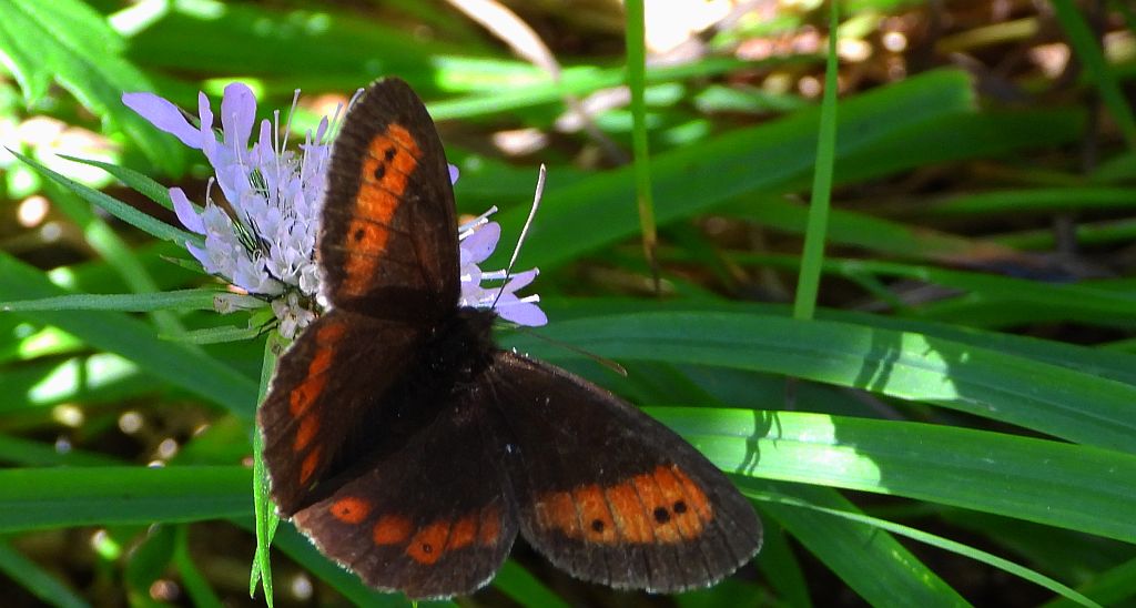 Górówka euriala (Erebia euryale)