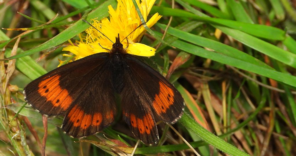 Górówka euriala (Erebia euryale)