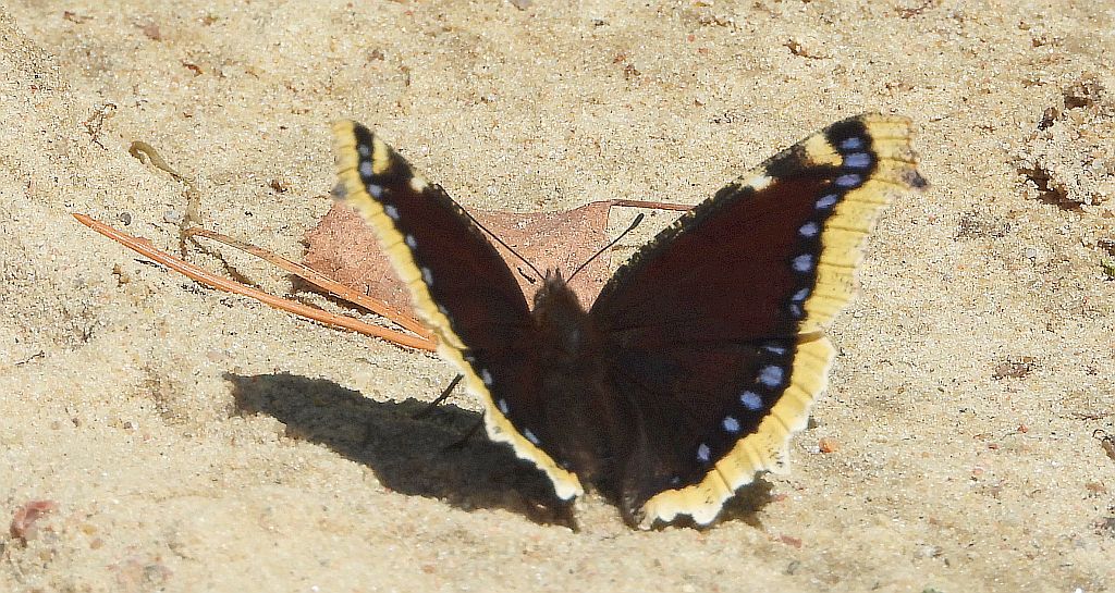 Rusałka żałobnik (Nymphalis antiopa)