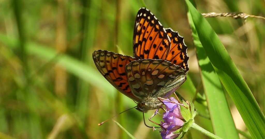 Dostojka aglaja, perłowiec aglaja, (Argynnis aglaja)