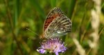 Dostojka aglaja, perłowiec aglaja, (Argynnis aglaja)