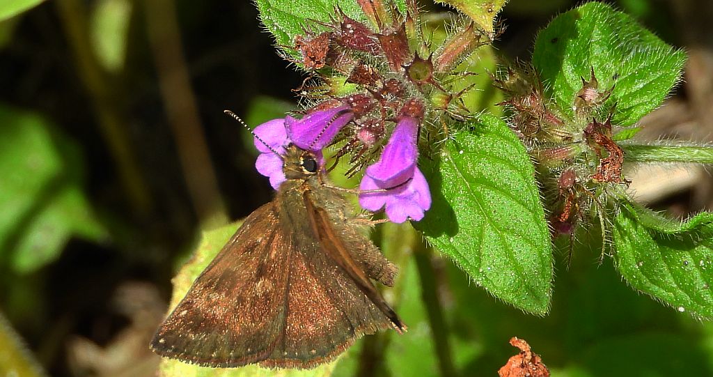 Powszelatek brunatek (Erynnis tages)