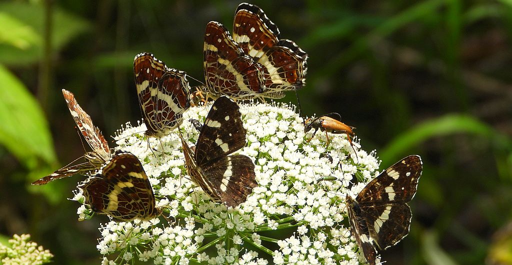 Rusałka kratkowiec (Araschnia levana)