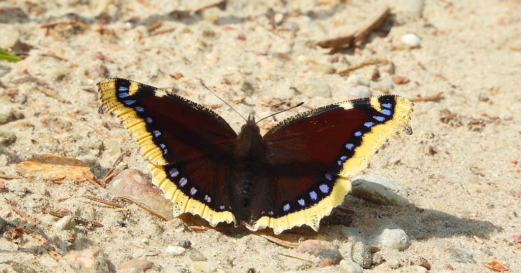 Rusałka żałobnik (Nymphalis antiopa)