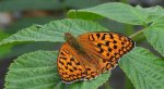 Dostojka adype, perłowiec adype (Argynnis adippe)