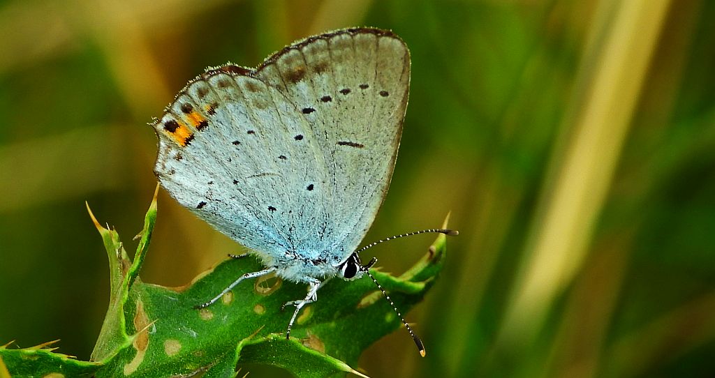 Modraszek argiades (Cupido argiades)