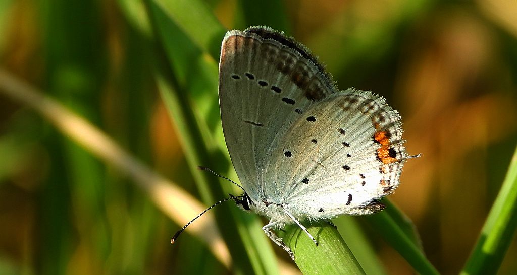 Modraszek argiades (Cupido argiades)