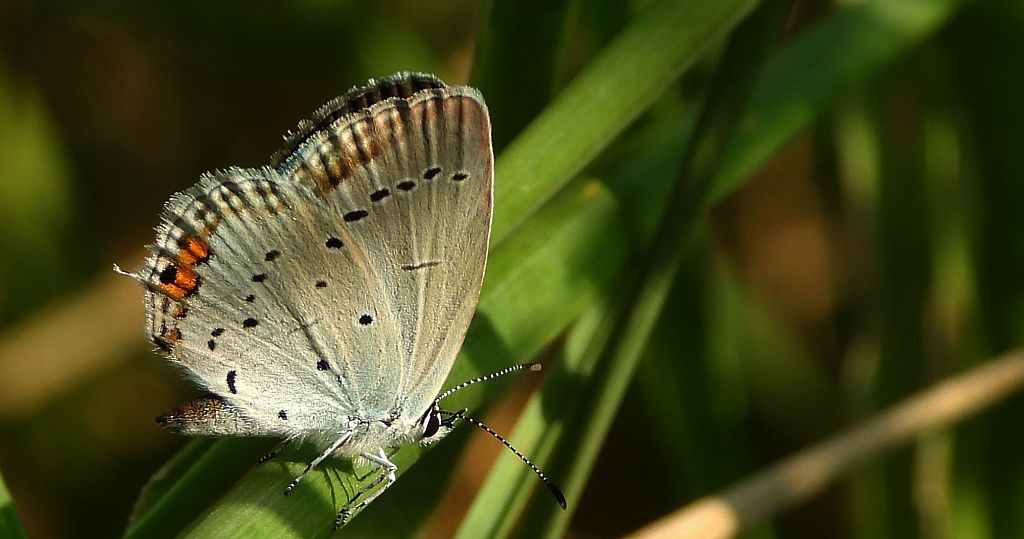 Modraszek argiades (Cupido argiades)