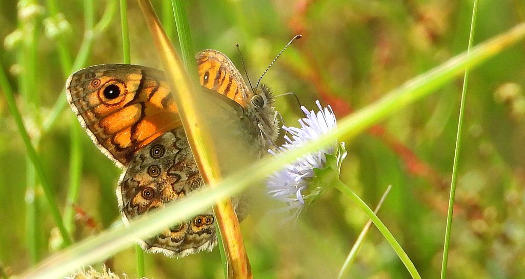 Osadnik megera (Lasiommata megera)