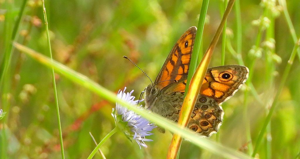 Osadnik megera (Lasiommata megera)