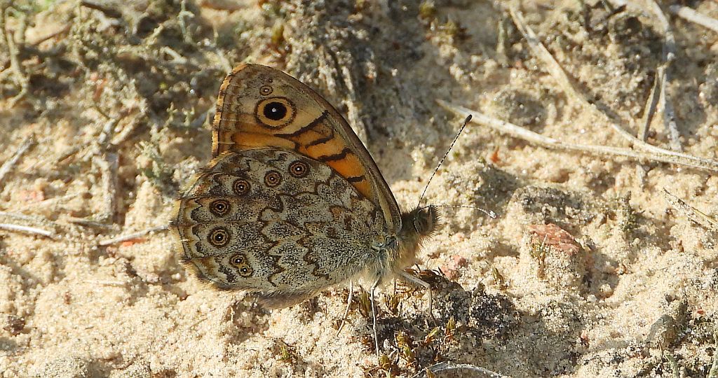 Osadnik megera (Lasiommata megera)