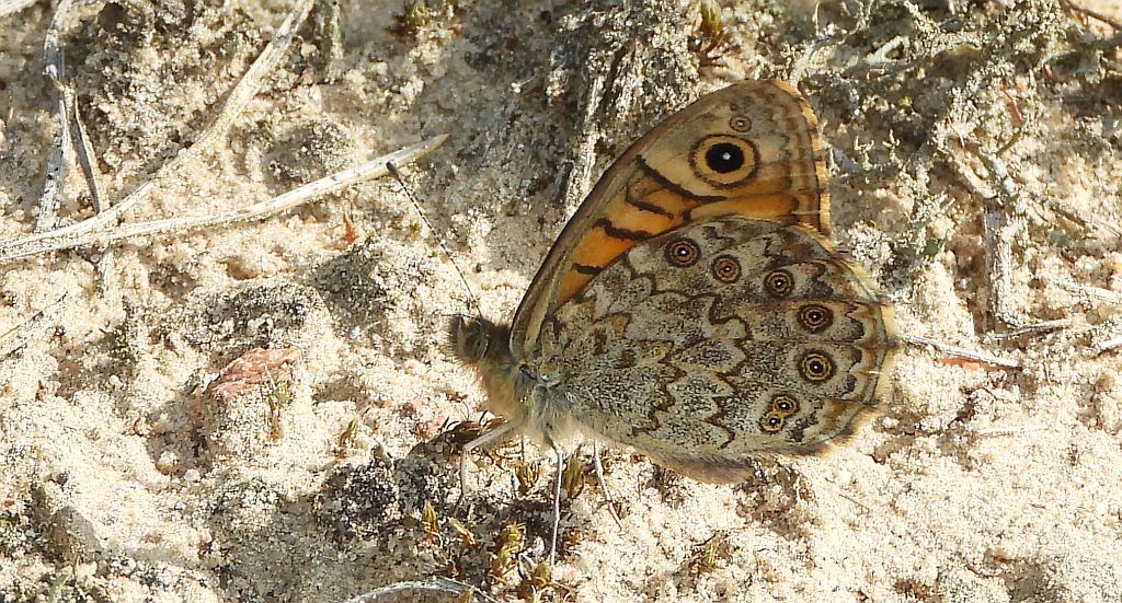 Osadnik megera (Lasiommata megera)