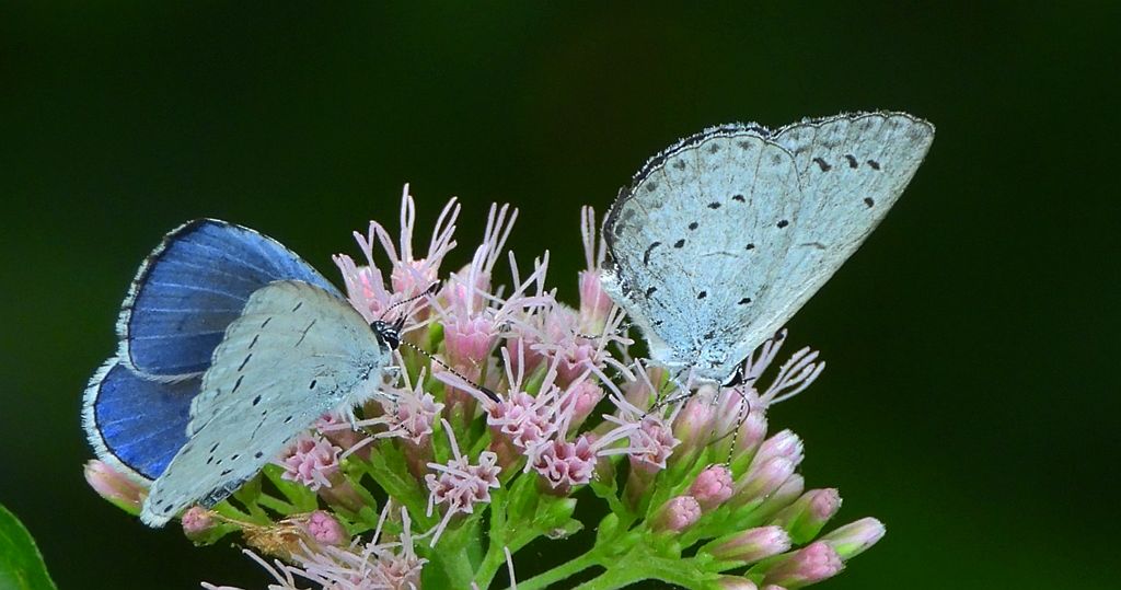 Modraszek wieszczek (Celastrina argiolus)