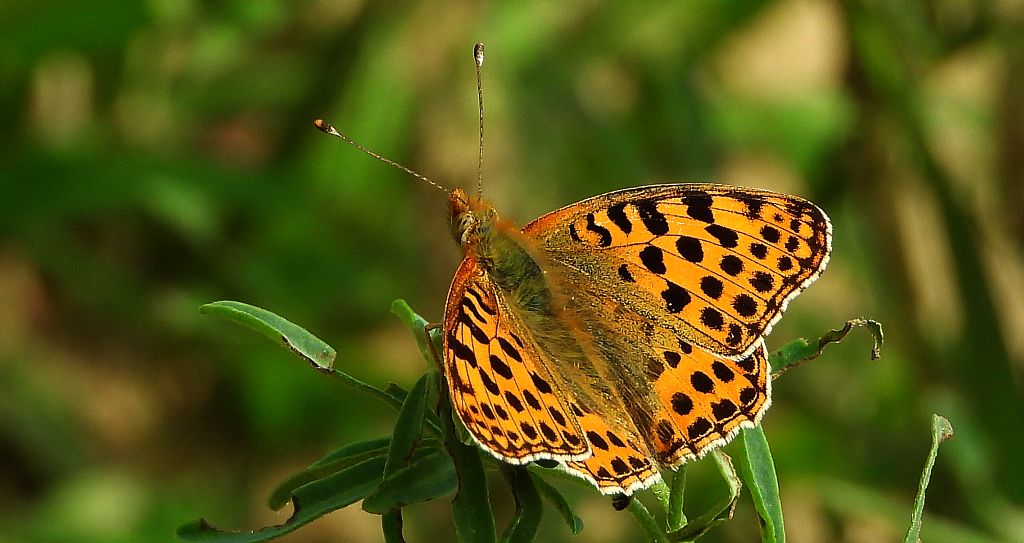 Dostojka latonia, perłowiec mniejszy (Issoria lathonia)