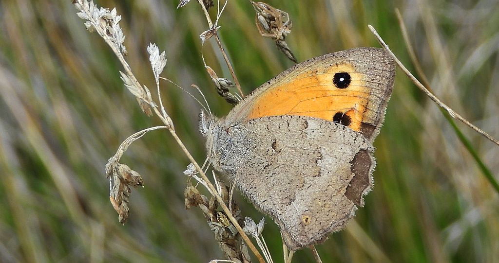 Przestrojnik likaon (Hyponephele lycaon)
