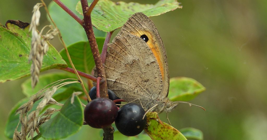 Przestrojnik likaon (Hyponephele lycaon)
