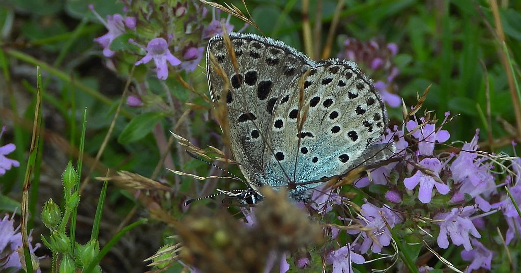 Modraszek arion (Phengaris arion)