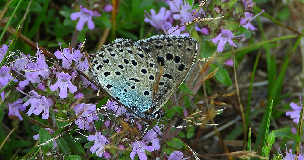 Modraszek arion (Phengaris arion)