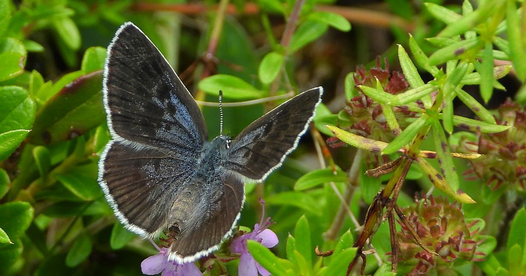 Modraszek arion (Phengaris arion)