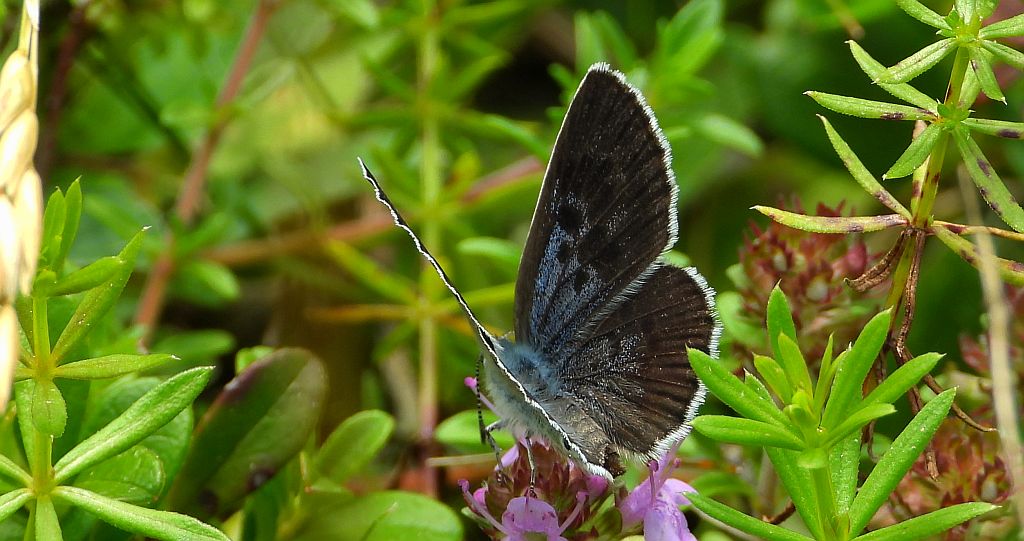 Modraszek arion (Phengaris arion)