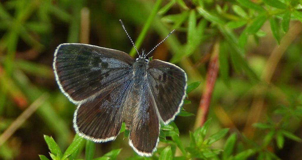 Modraszek arion (Phengaris arion)