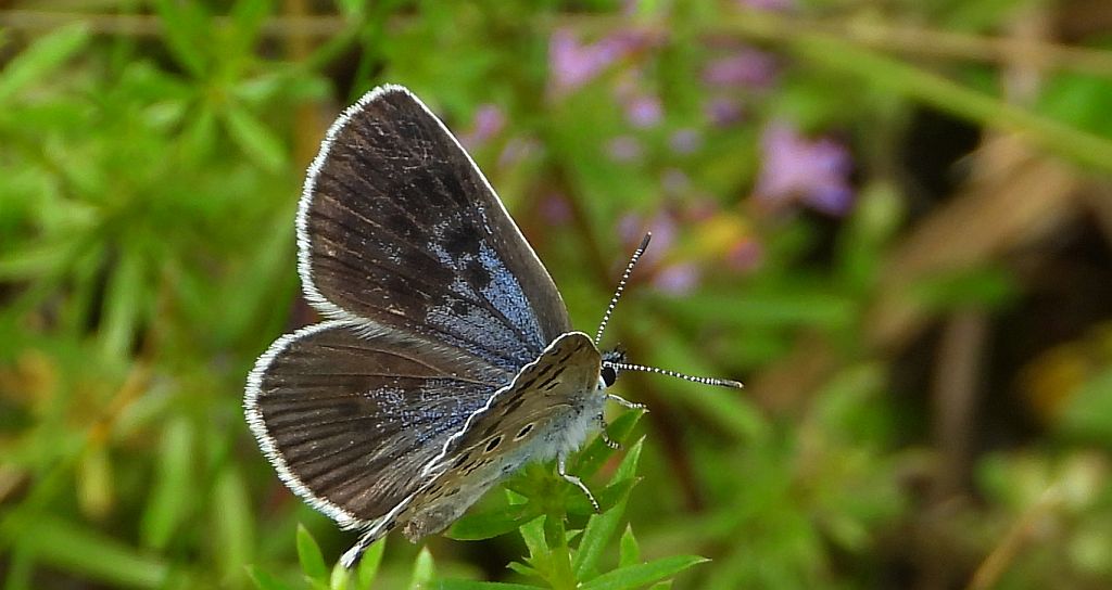 Modraszek arion (Phengaris arion)
