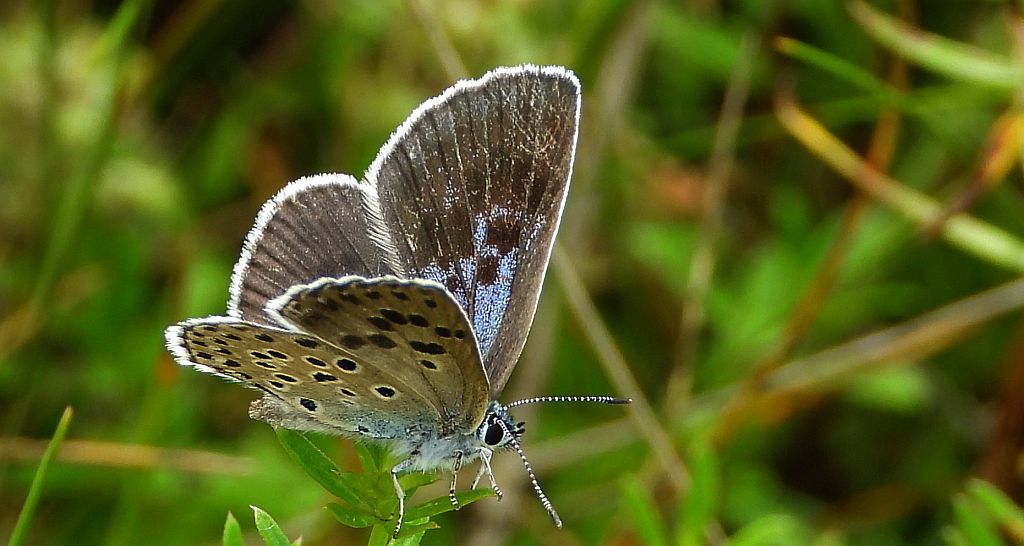 Modraszek arion (Phengaris arion)