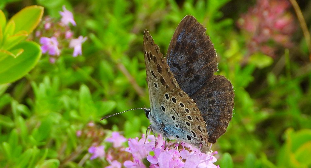 Modraszek arion (Phengaris arion)