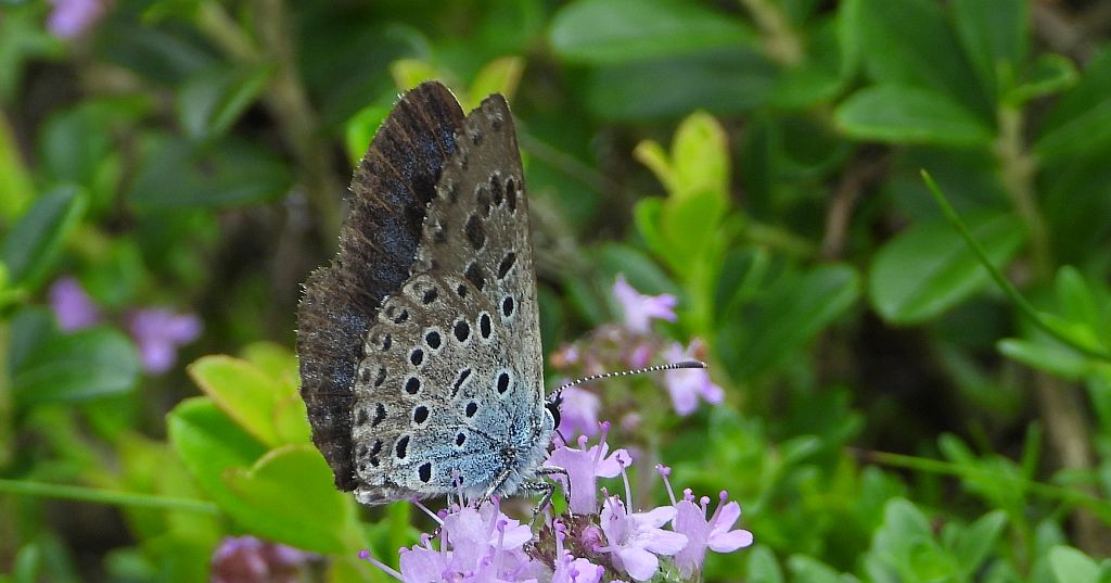 Modraszek arion (Phengaris arion)